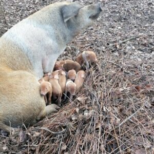 kismalackák világos